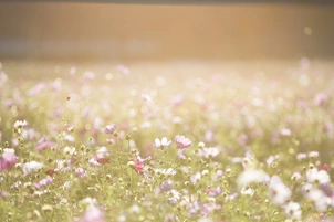 a field in summer