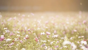 a field in summer