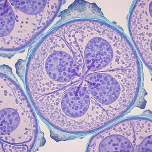 Microscopic view of stained human cells, showing detailed cellular structures in shades of purple and blue, used to represent pathology and diagnostic testing at The London Clinic.